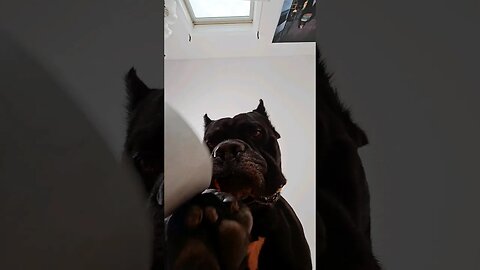 POV: Every day with my dogs #shorts #canecorso #funnyvideo