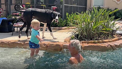 Protective Great Dane Is Toddler's Lifeguard For First Dip In The Pool