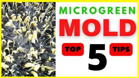 TOP 5 MOLD Prevention Tips for All Microgreen Growers