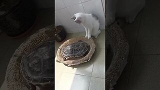 Kitty Cat VS Turtle who will win?