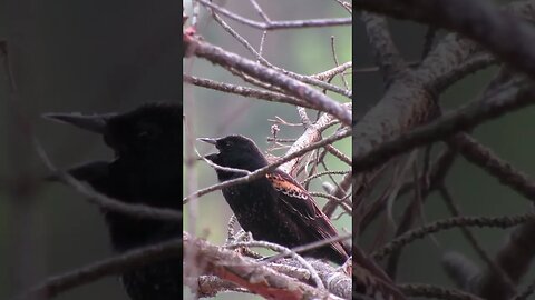 red winged blackbird