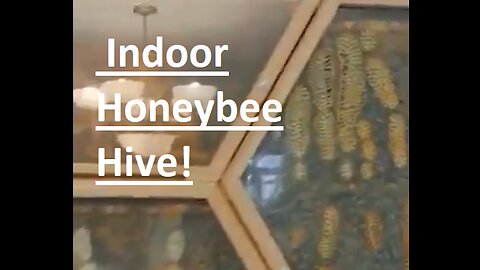 Fascinating Indoor Honeybee Hive!