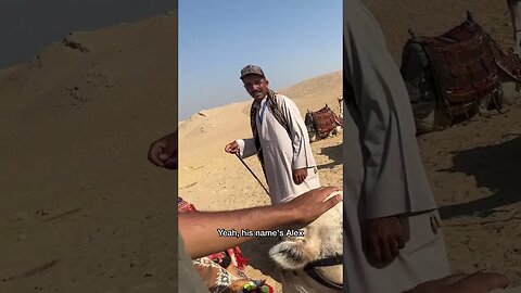 Are Camels Friendly?