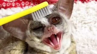 Adorable bush baby loves being brushed!
