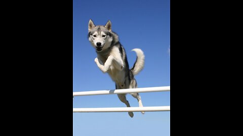 The Smart Dogs High Jumping Competition world Animals Talent