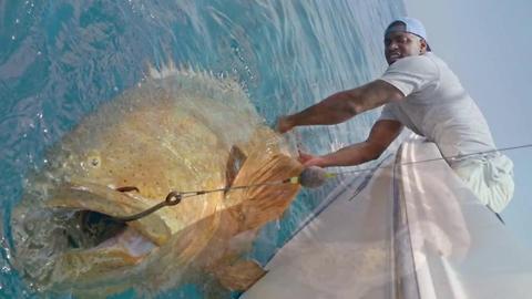 You could soon hunt goliath groupers in Florida | Digital Short