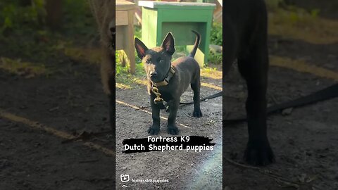 Looking for a Dutch Shepherd puppy?? #puppies #dutchshepherdpuppy #dutchshepherd