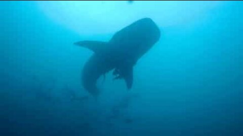 Diver in Thailand films manta ray and whale shark within minutes of each other