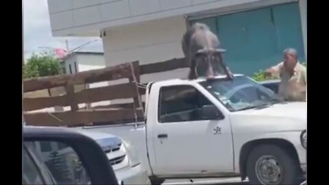 Pig escapes from a truck while being taken to the slaughterhouse.