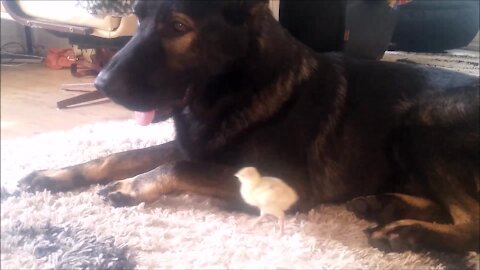 Newborn Turkey Chick Imprints on German Shepherd