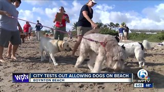 Boynton Beach testing out allowing dogs on the beach