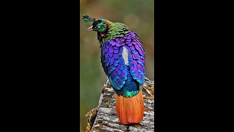 Beautiful Birds species around the world