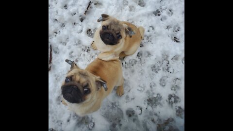 Pug Puppies 1st Snow Cedarwoodspugs