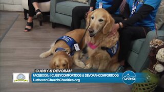 Comfort Dogs // Lutheran Church Charities