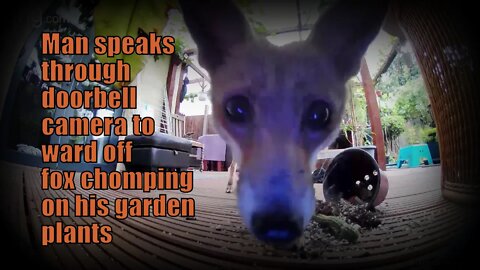 🦊Man SHOUTS through doorbell camera to stop off #fox eating his garden plants - my favourite video!