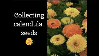 Harvesting Calendula Seeds