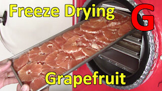 Freeze Drying Grapefruit