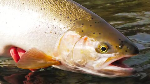 WINTER Steelhead Fishing In 2 Rafts!