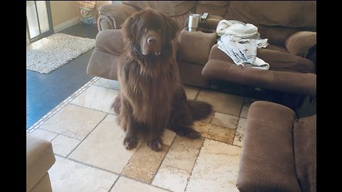 Smart Newfoundland learns to identify different objects