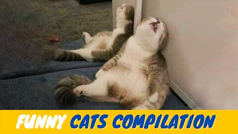 SEE THE BEST Funny Cats - Don't try to stop laughing 🤣 Cats In Funny Situations