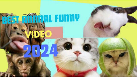 Funny cat videos 2024 | Funny animal videos | cats fail moments 2024 | try not to laugh