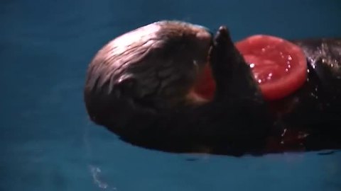 Even Sea Otters Get To Receive Hearts For Valentine's Day