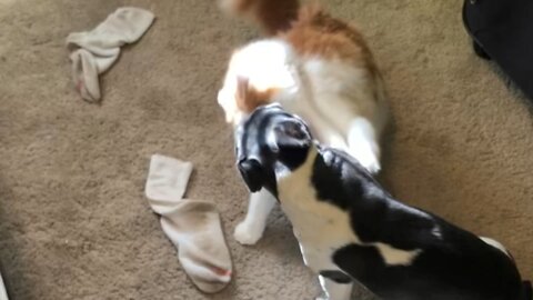 French bulldog and cat play fighting