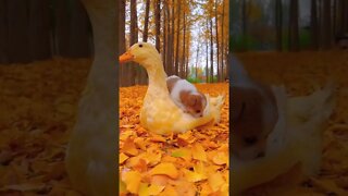 Cute friendship between duck and a puppy