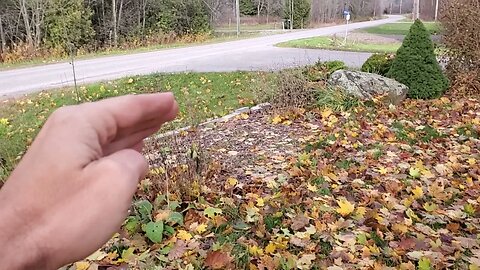 Fall is here in the food forest