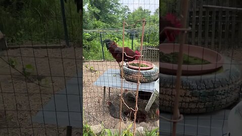 Hen ends up being a rooster😡