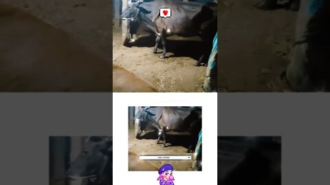 Cute cows and buffaloes video,cow video,#shorts#,#cow videos #, #buffalo videos#,#animallove#