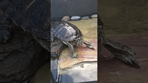 Cute red ear slider turtle just chilling #shorts #turtle