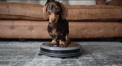 Cão salsicha adora ajudar nas limpezas!