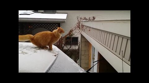 Waffles The Terrible Cat Fails Jump From Snow Covered Car