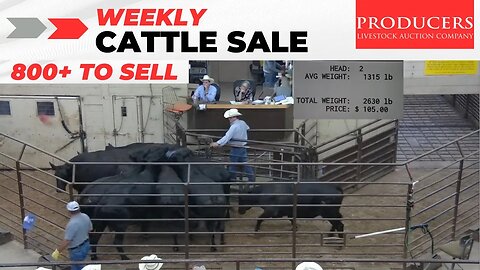 7/13/2023 - Producers Livestock Auction Company Cattle Auction