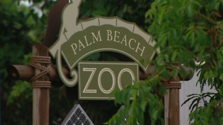 Palm Beach Zoo: Human error caused flooding in bush dog exhibit, animals presumed dead