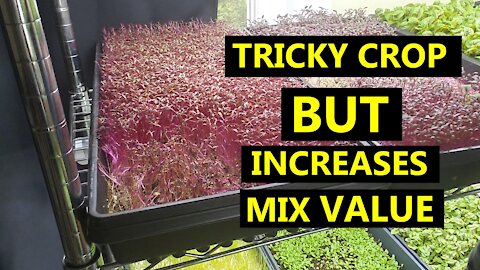 Couple Things to Watch Out For Regarding Growing Amaranth Microgreens