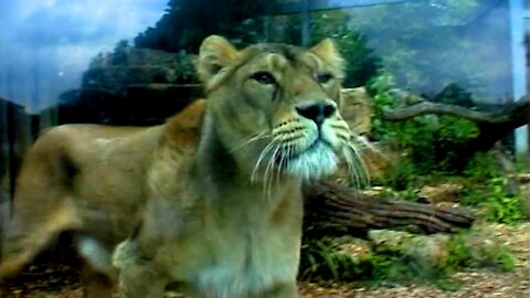 Lions at Bristol Zoo