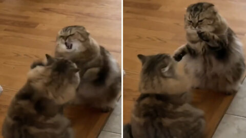 creepy cat fight