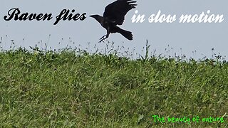 Raven in flight in slow motion / beautiful black bird in the air / animals in slow motion.