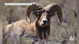 Bighorn sheep lottery tag raised a record $185,000 to help wild sheep conservation in Idaho