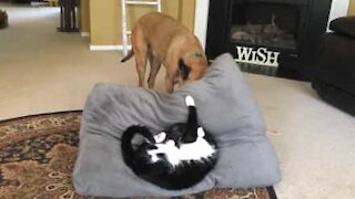 Cão expulsa gato e reconquista a sua cama!