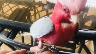 Parrot Funny Dance and Shaking Hands