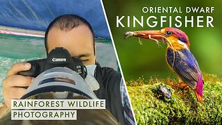 BIRD PHOTOGRAPHY in India's Rainforests - ORIENTAL DWARF KINGFISHER | Hiking + Photo Hide