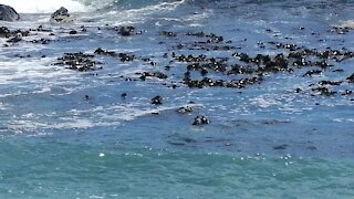 SOUTH AFRICA - Cape Town - Sea Point Drowning (Video) (iBN)