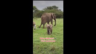 Baby elephant