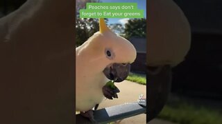 Eat your veggies #cutepets #parrot #shorts #cockatoo #birdshorts #amazinganimals