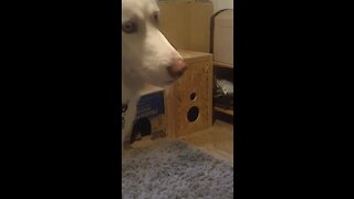 Confused Dog Can't Find Hiding Kitten