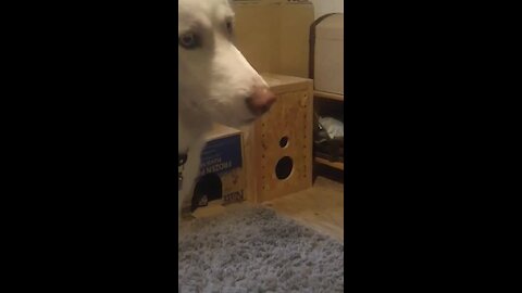 Confused Dog Can't Find Hiding Kitten