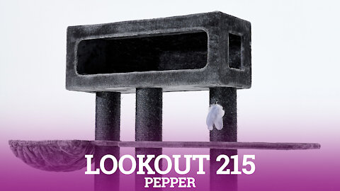Petrebels cat trees - Lookout 215 - Pepper